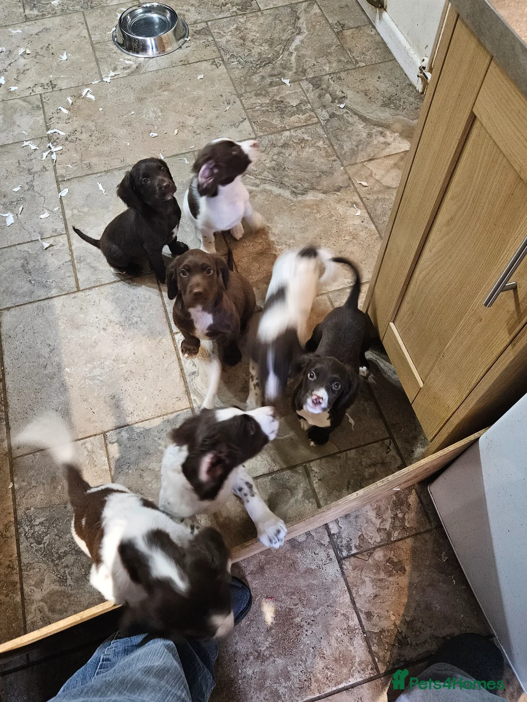 Sprocker dogs for sale: 7 stunning sprocker pups LAST 3 BOYS - Advert 1