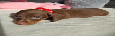 Red Collar