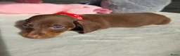 Miniature Dachshund dogs for sale: 🖤 Stunning Miniature Dachshunds 🖤 - Advert 10