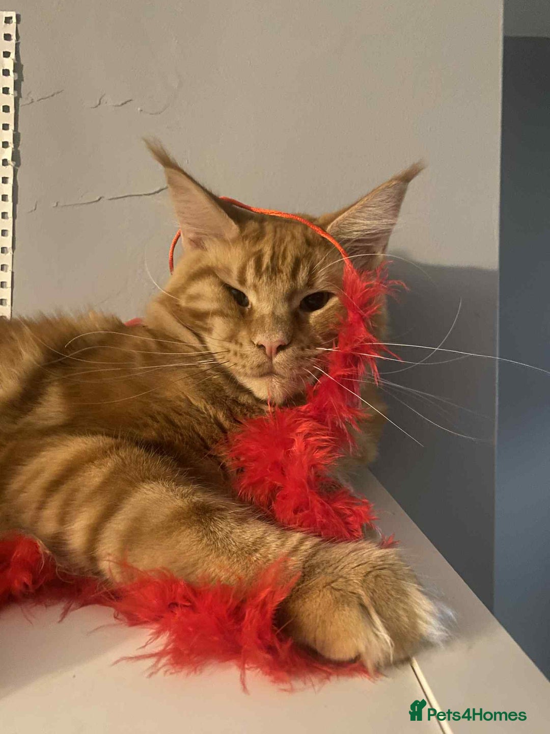 Maine Coon cats for sale: Xl mainecoon kittens full breed non reg  - Image 10