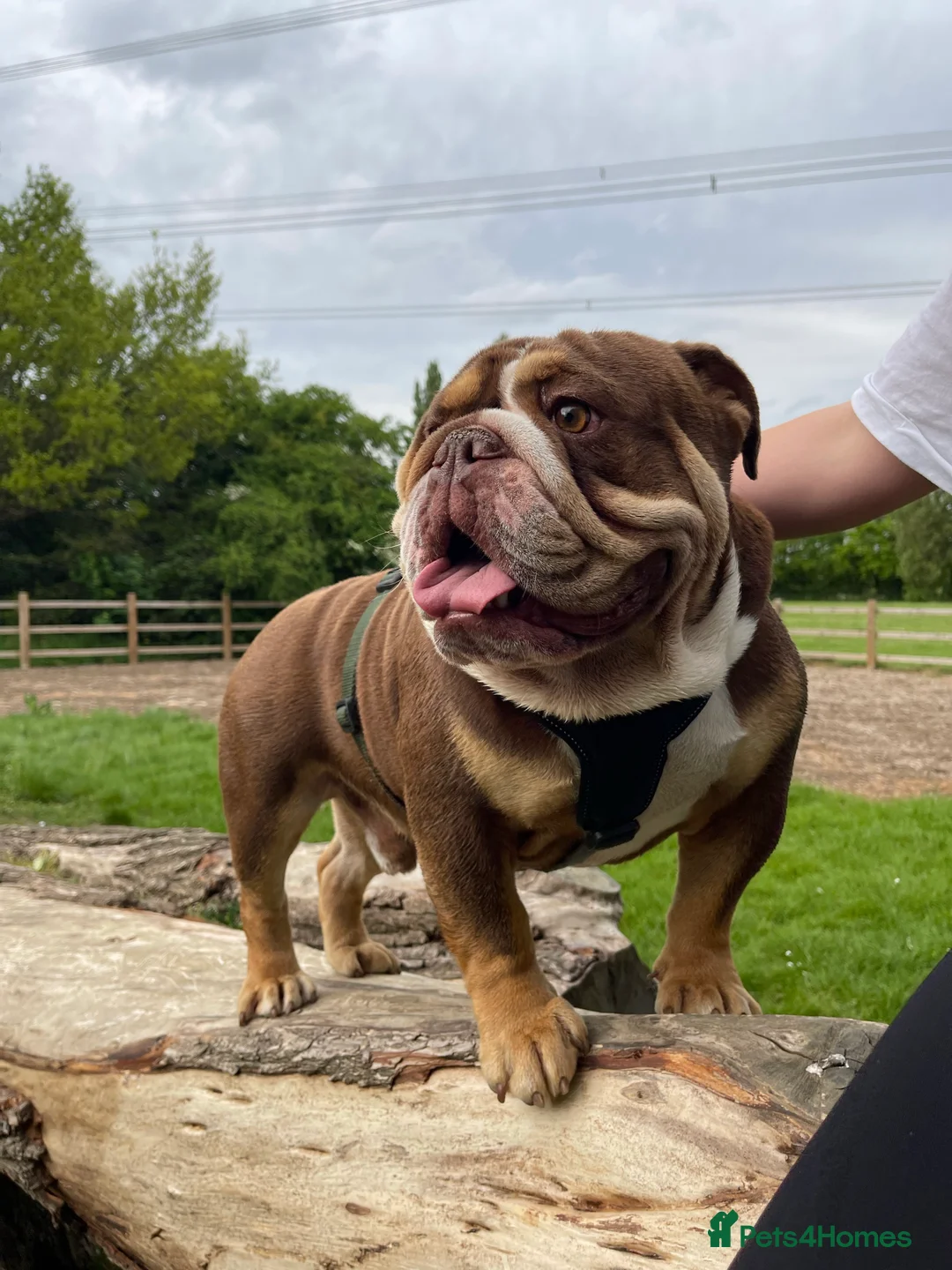 English Bulldog dogs for stud: English bulldog stud - KC registered in Wickford - Advert 2