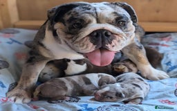 English Bulldog dogs for sale: ❤️ Adorable English Bulldog Puppies for Sale - Image 3