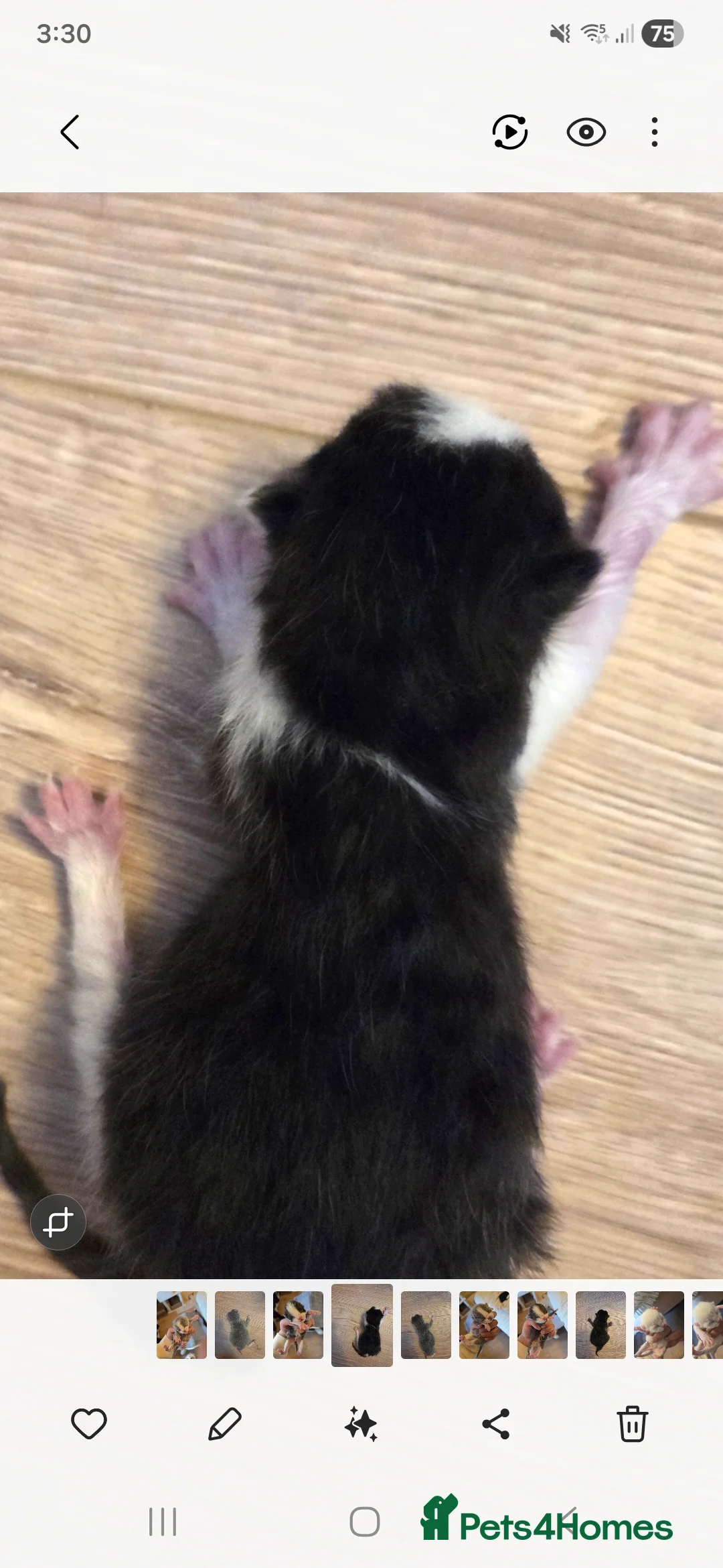 Mixed Breed cats for sale: Mixed breed kittens  - Advert 12