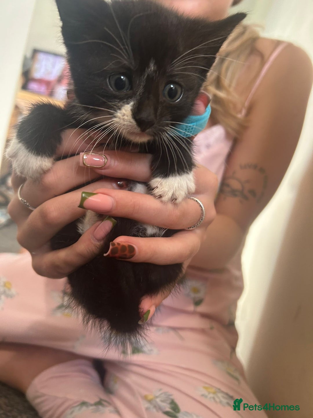 Mixed Breed cats for sale: Beautiful loving kittens - Image 12