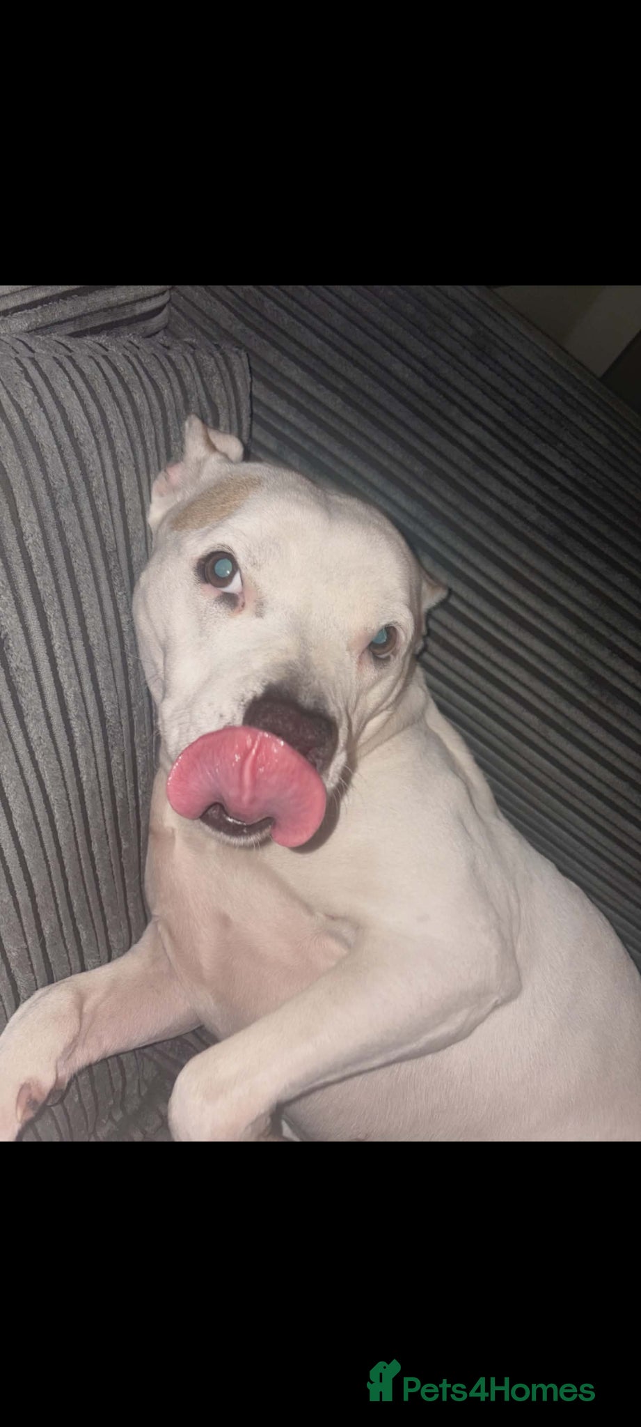 Mixed Breed dogs American staffy READ DESCRIPTION!!! - Advert 11