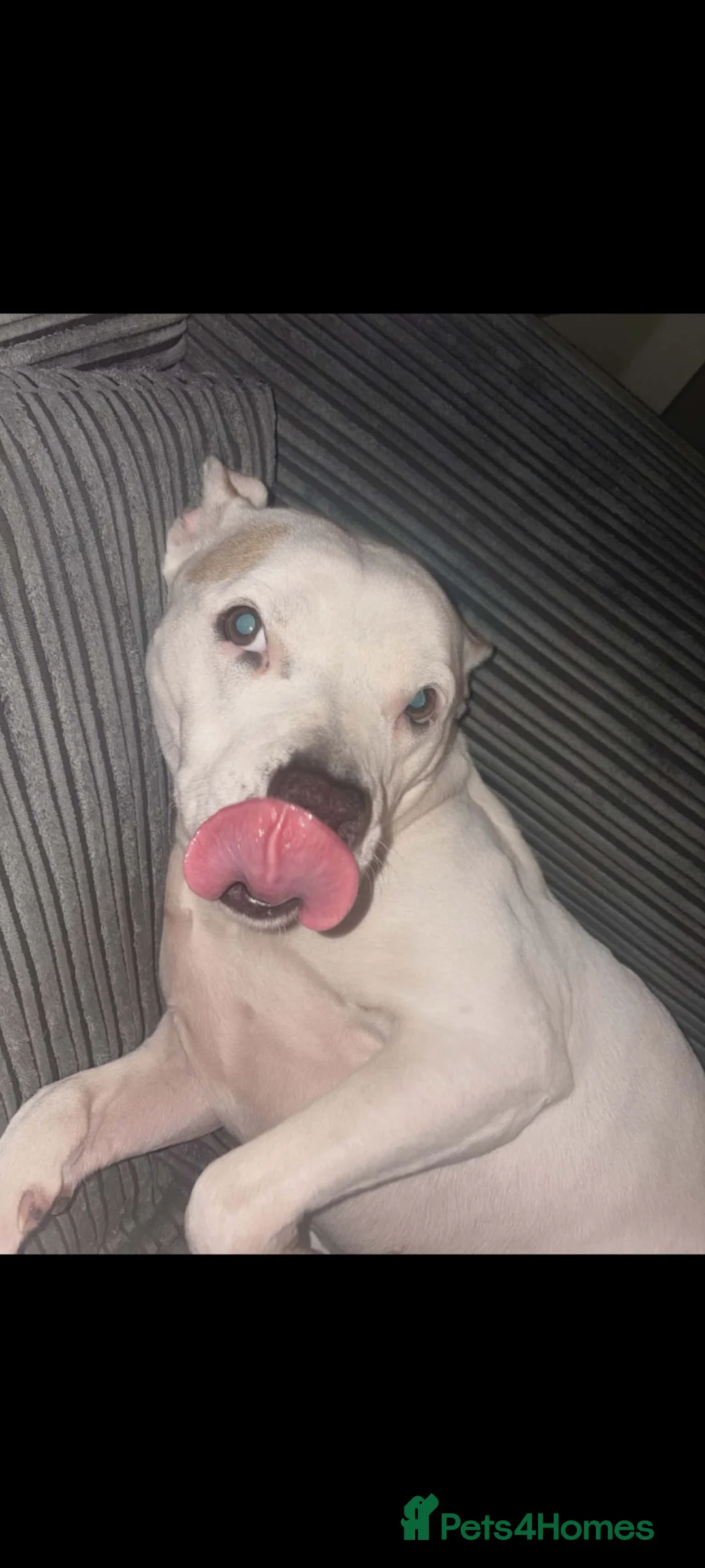 Mixed Breed dogs for sale: American staffy - Advert 2