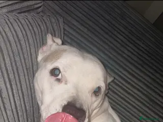 Mixed Breed dogs American staffy READ DESCRIPTION!!! - Advert 11