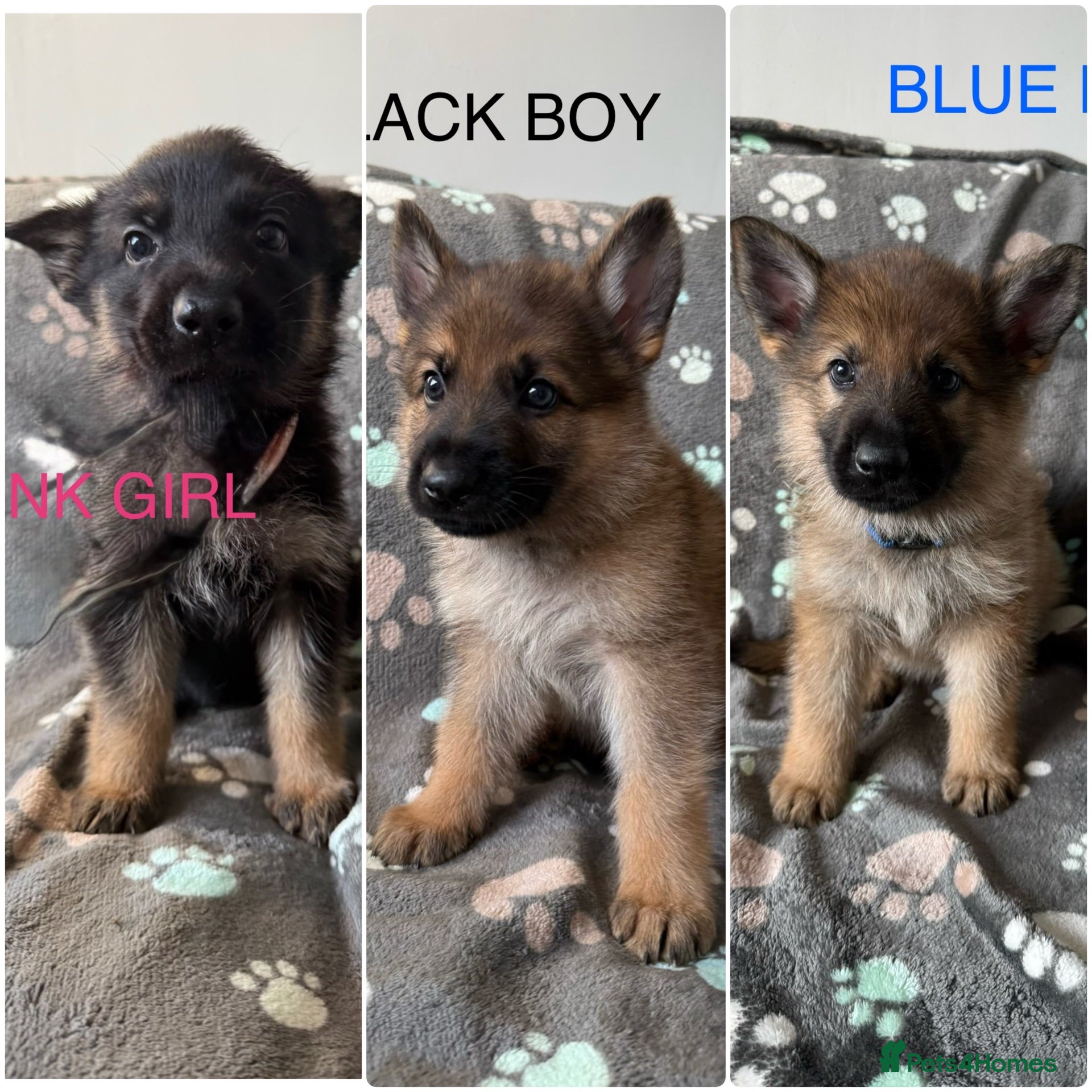 German Shepherd dogs Stunning health tested german shepherds  - Advert 1