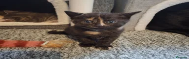 Female tortie