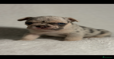 French Bulldog dogs - Advert 14