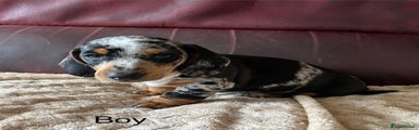 Miniature Dachshund Puppy 1