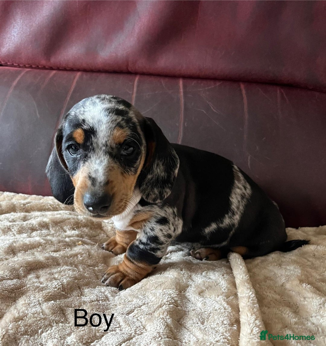 Miniature Dachshund dogs for sale: Stunning KC Registered Miniature Dashound  - Image 13