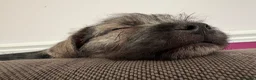 Mixed Breed dogs for sale: Female Pudland Puppy Looking For 5 Star Home - Advert 6