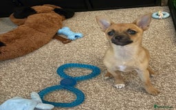Chihuahua dogs for sale: Chihuahua puppy price ono - Image 1