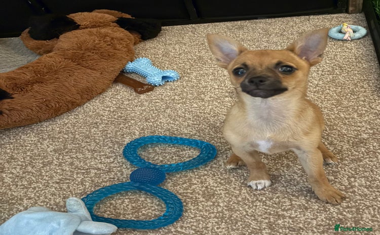 Chihuahua dogs - Advert 5