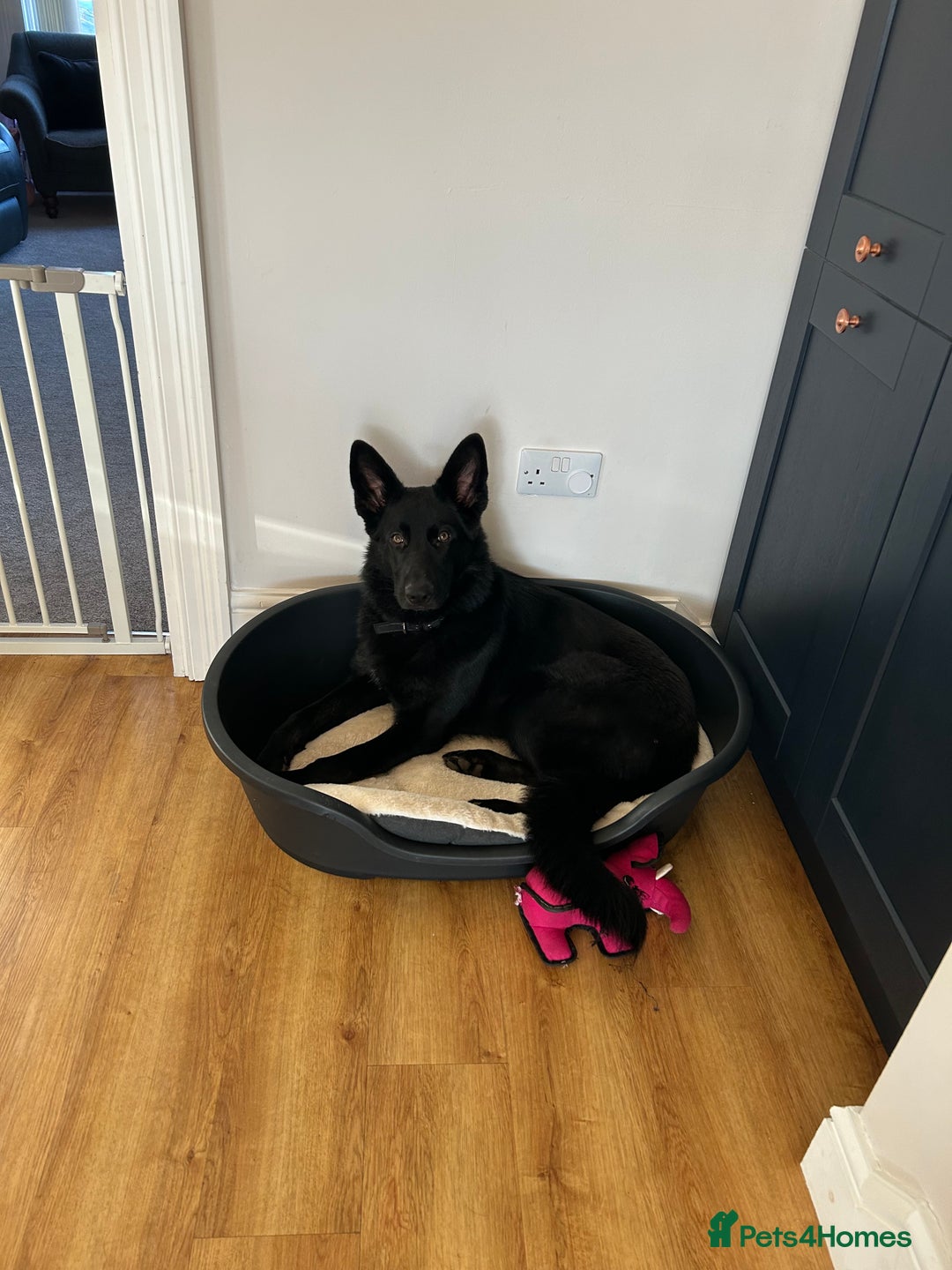 German Shepherd dogs for sale: KC Registered Black German Shepherd Bitch - Advert 4