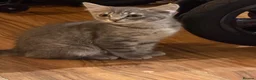 British Shorthair cats for sale: Stunning male kitten  - Advert 5