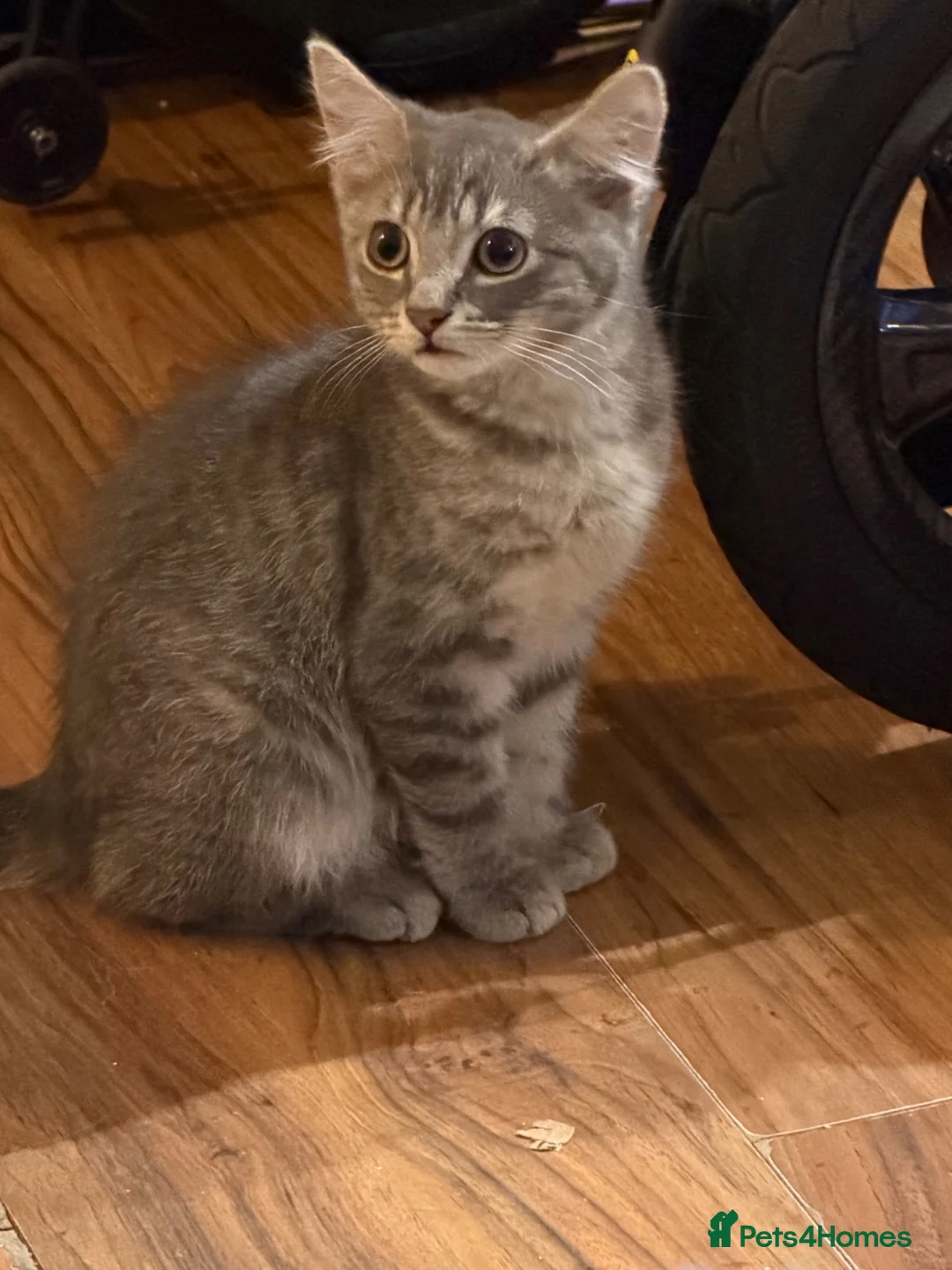 British Shorthair cats for sale: Stunning male kitten  - Advert 5