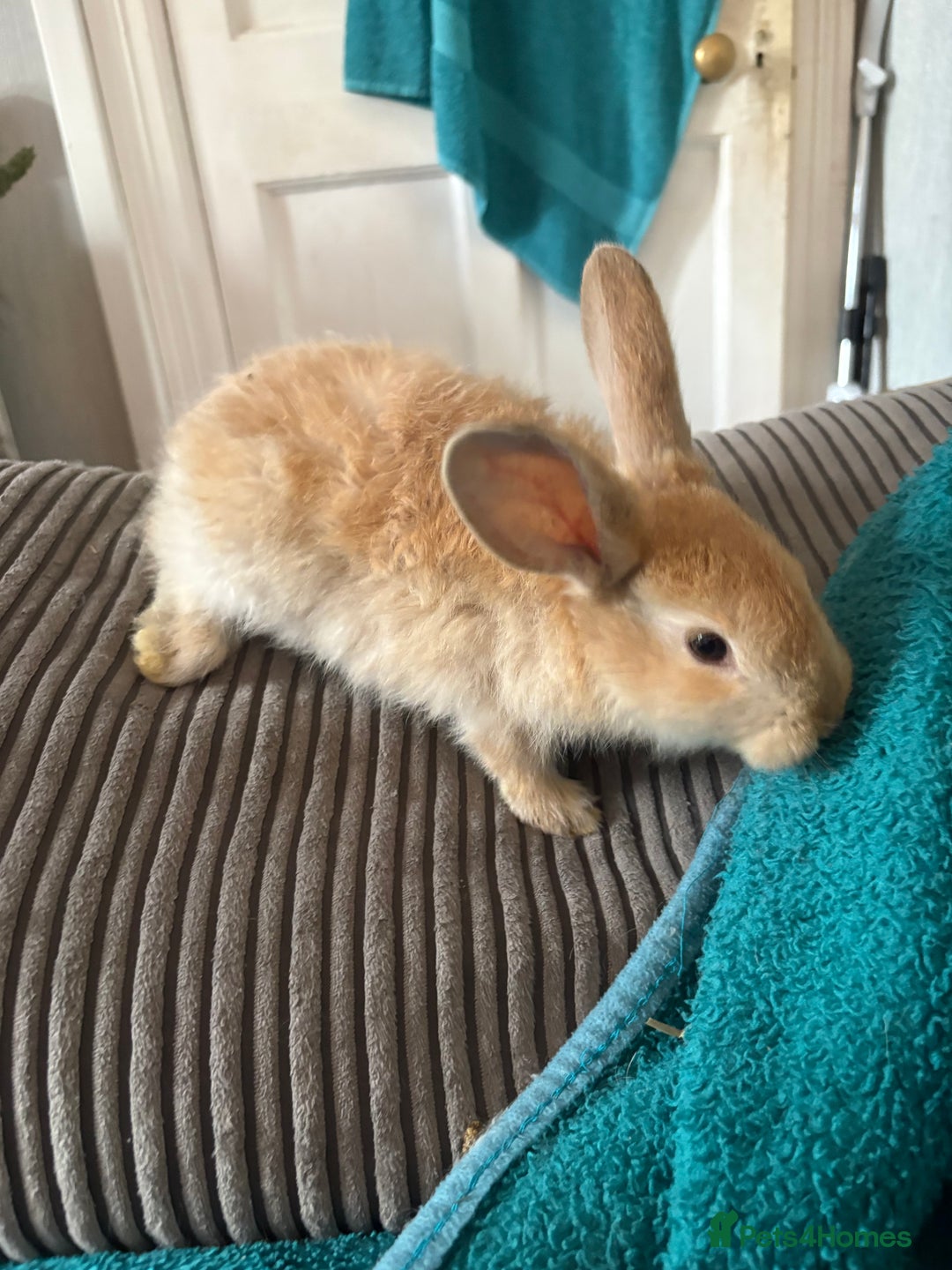 Continental Giant rabbits for sale: Beautiful continental giant babies  - Advert 7