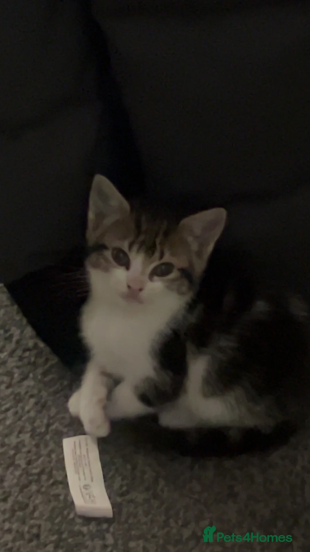 Mixed Breed cats for sale: CUTE KITTENS FOR SALE - Advert 5