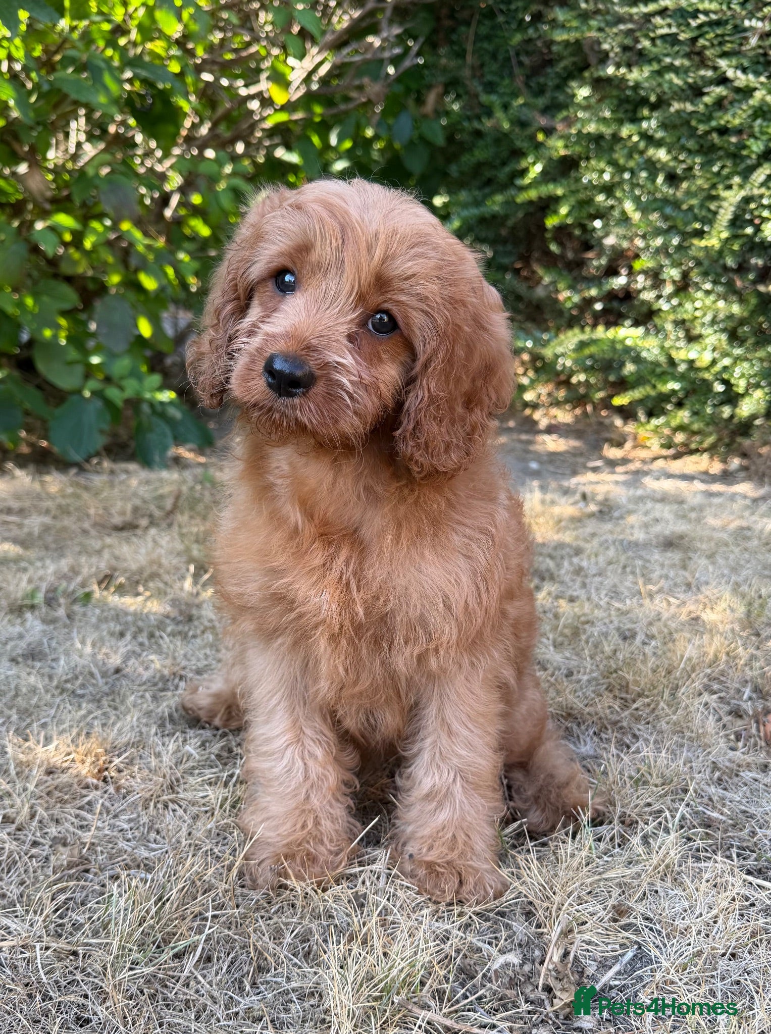 Cavapoo dogs Last girl left. Available now. - Advert 8
