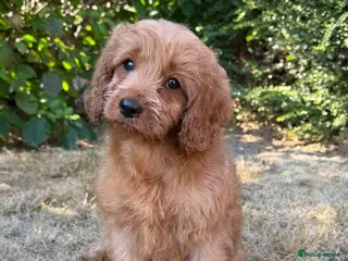 Cavapoo dogs Last girl left. Available now. - Advert 8