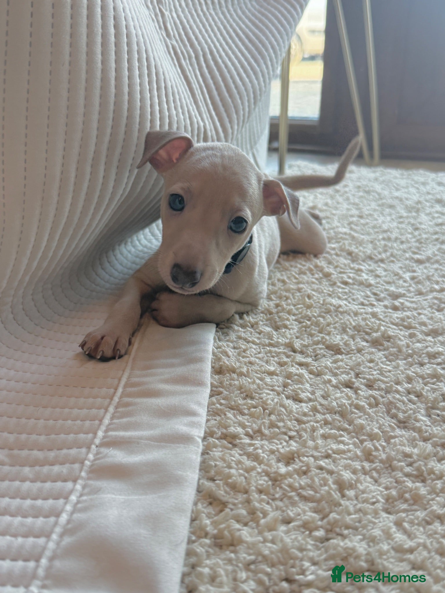 Italian Greyhound dogs KC Italian greyhounds - Advert 2