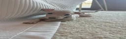 Italian Greyhound dogs for sale: Exceptional KC registered health tested  - Advert 1