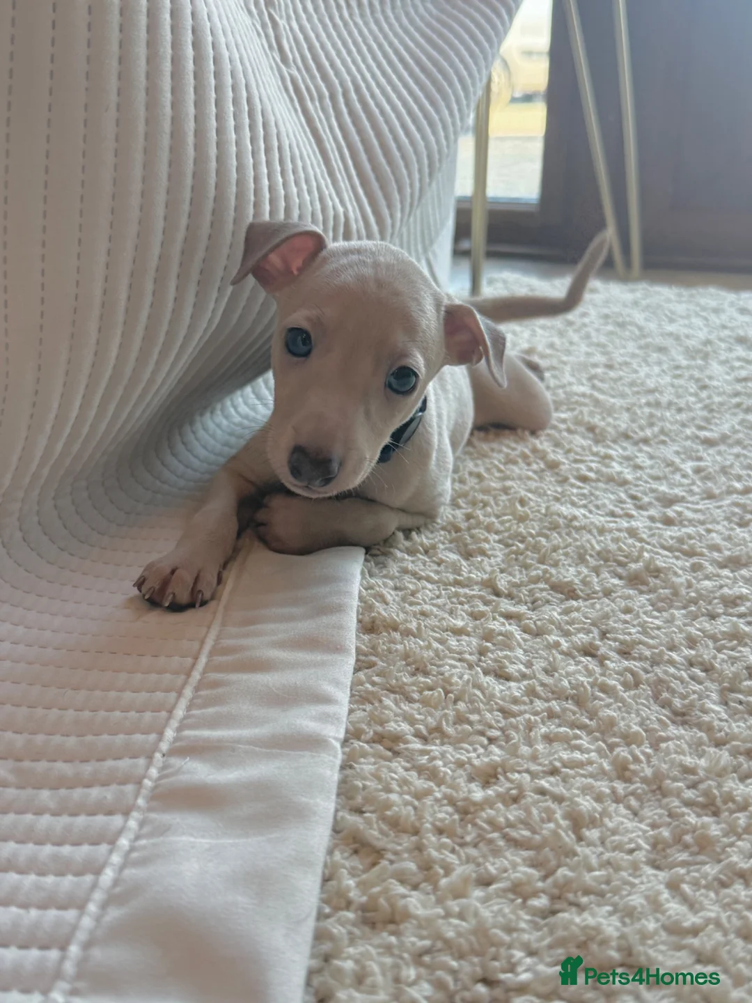 Italian Greyhound dogs for sale: Exceptional KC registered health tested  - Advert 1
