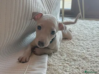 Italian Greyhound dogs KC Italian greyhounds - Advert 2