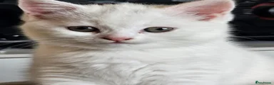 British Shorthair 1