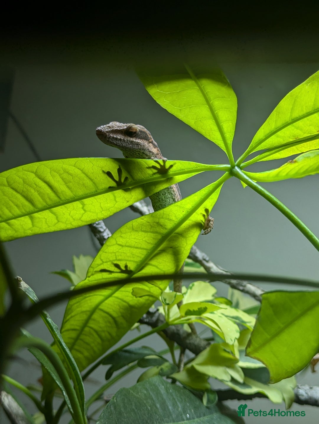 Anole reptiles for sale: Green Anoles. - Advert 7