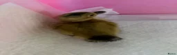Ducks poultry for sale: Indian runner ducklings ducks crested  - Advert 1