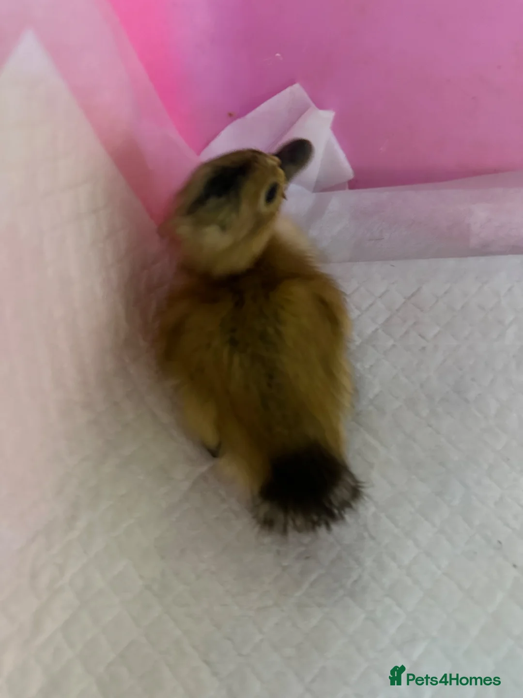 Ducks poultry for sale: Indian runner ducklings ducks crested  - Advert 1
