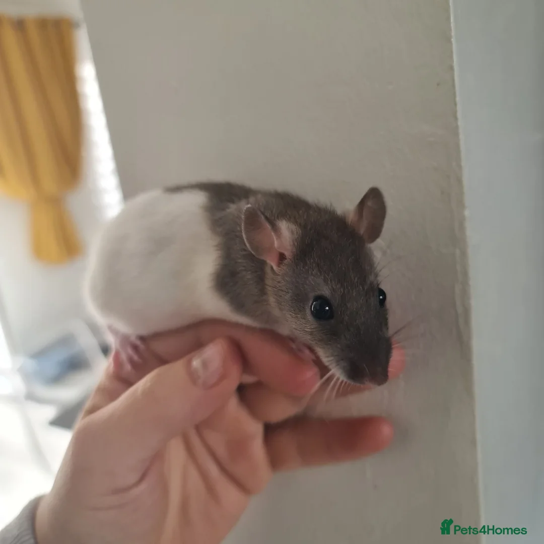 Rat rodents for sale: Baby rats - Advert 7