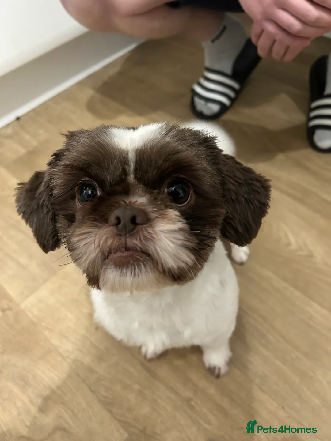 Shih Tzu dogs for sale: Coco  - Advert 1