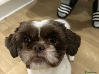 Shih Tzu dogs Coco - Advert 3