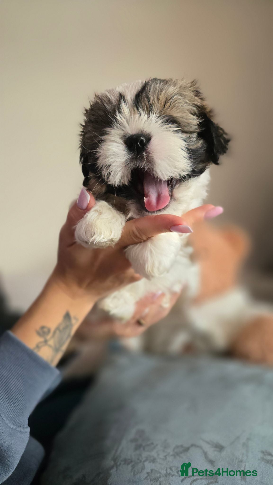 Shih Tzu dogs Beautiful Shih Tzu Boy for Sale - Advert 6