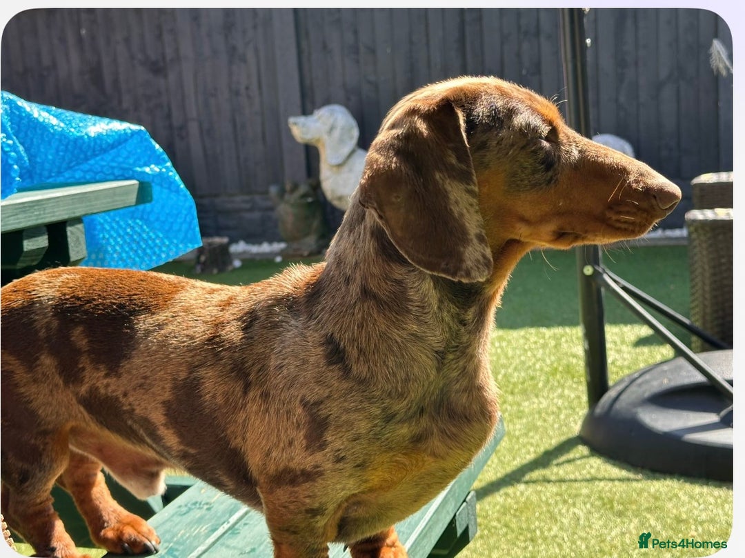 Dachshund dogs for sale: Stunning miniature dachshund pups  - Image 7