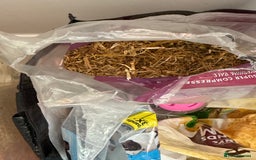 Hamster rodents for sale: 2 Female Roborovski Dwarf Hamsters  - Image 8