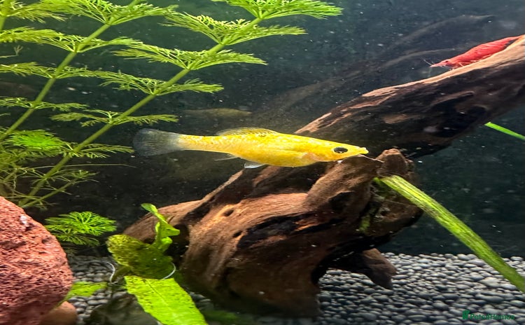 Mollies fish - Advert 3
