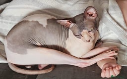 Sphynx cats for sale: Male sphinx cat  - Image 1