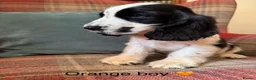 Cocker Spaniel dogs for sale: KC reg, health tested, show type cocker spaniels - Advert 10