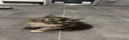 Mixed Breed cats for sale: Himacoons Himalayan x Mainecoon  - Advert 9