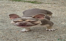 French Bulldog dogs for stud: male french stud  - Image 1