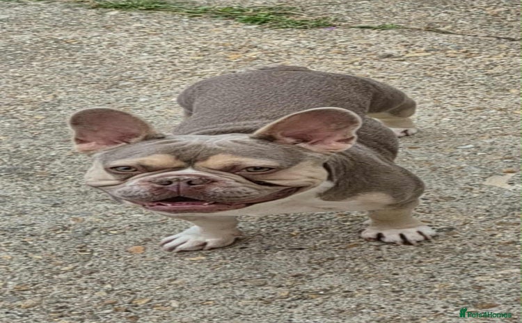 French Bulldog dogs - Advert 1