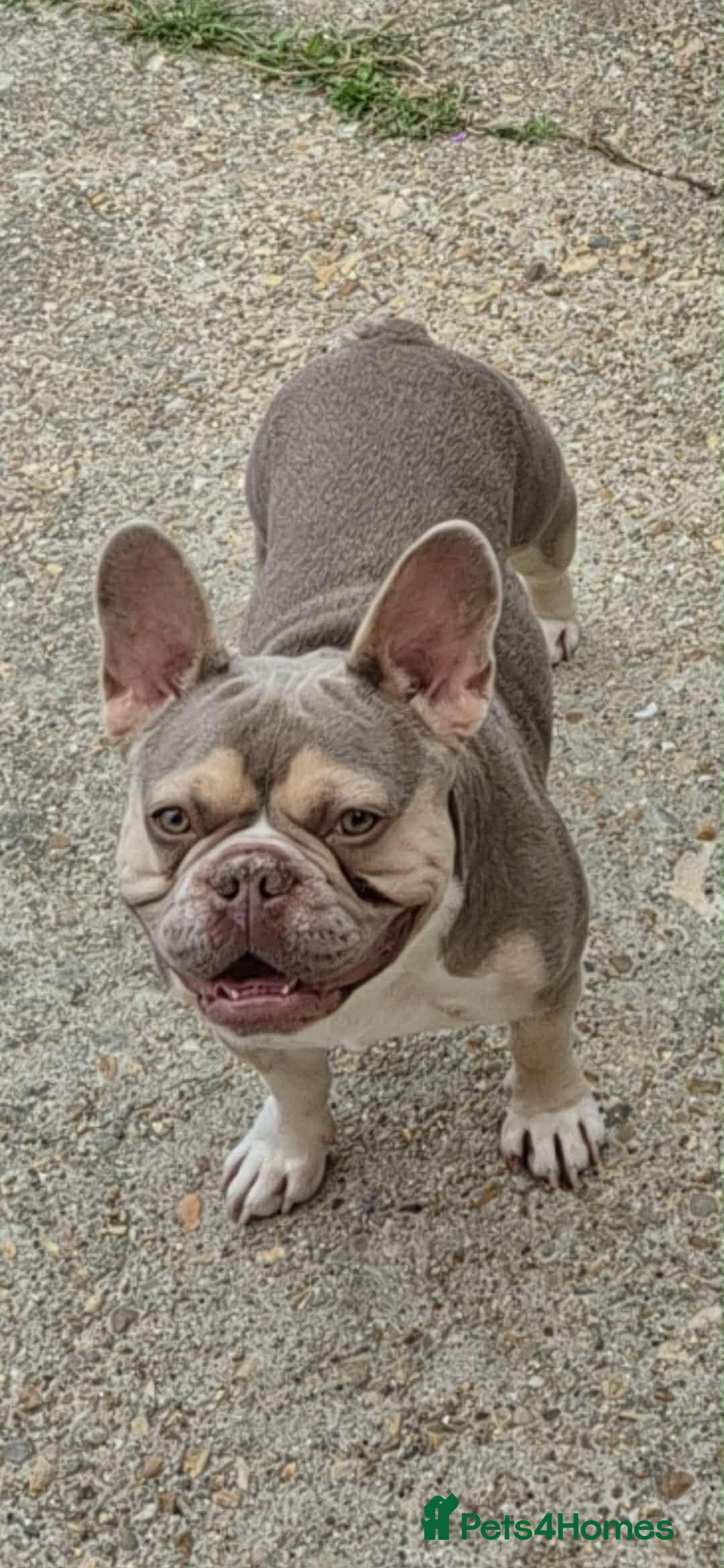 French Bulldog dogs for stud: male french stud  - Image 1