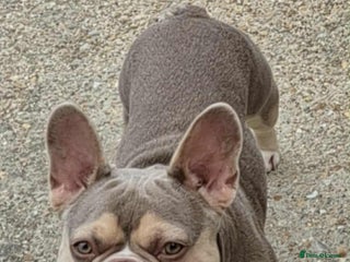 French Bulldog dogs - Advert 20