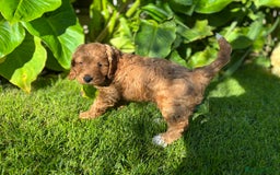 Cockapoo dogs for sale: Beautiful miniature red cockapoo girl puppy  - Image 1