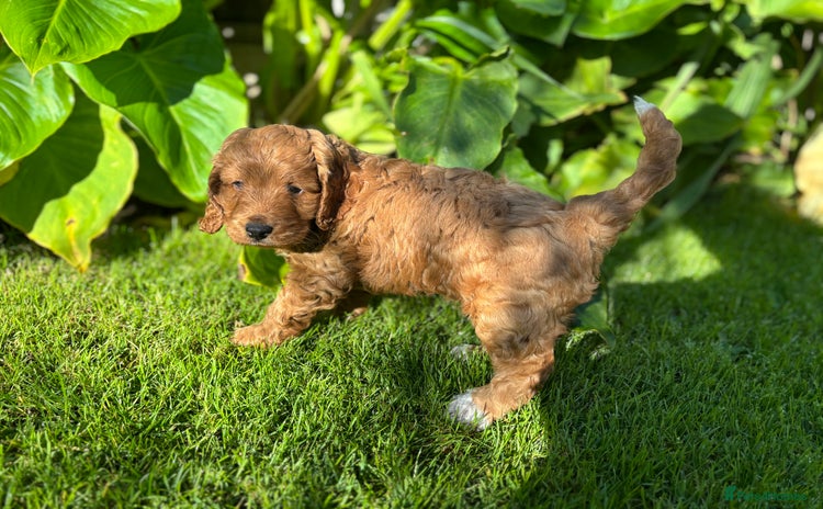 Cockapoo dogs - Advert 5